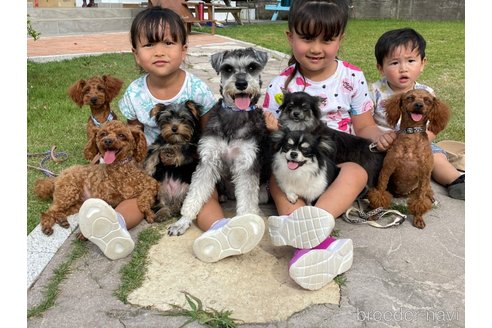 末吉淳子ブリーダーの詳細の1枚目