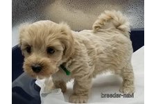 ♀︎マルプー:マルチーズ×トイプードル