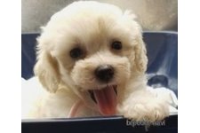 ♀︎マルプー:マルチーズ×トイプードル