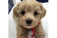 ♀︎マルプー:マルチーズ×トイプードル