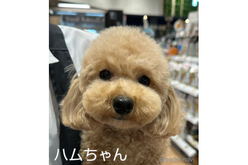 ののトイプードル-