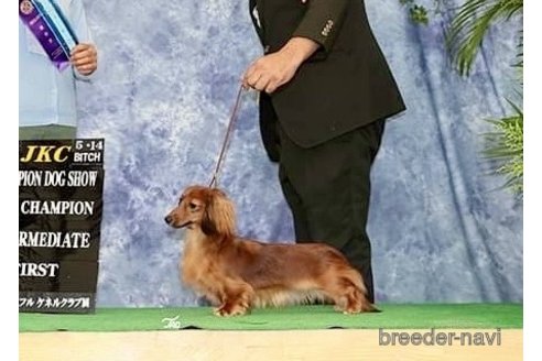 販売中のミニチュアダックスフンド(ロングヘアード)の親犬