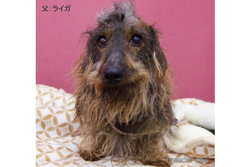 販売中のミニチュアダックスフンド(ワイヤーヘアード)の親犬