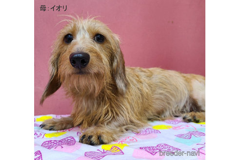 販売中のミニチュアダックスフンド(ワイヤーヘアード)の親犬