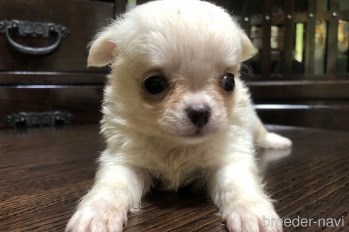 Dralion chihuahuas top