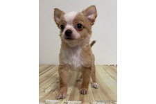 ♀︎チワワ(ロングコート)