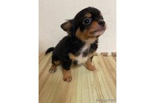 ♀︎チワワ(ロングコート)