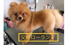 父親犬