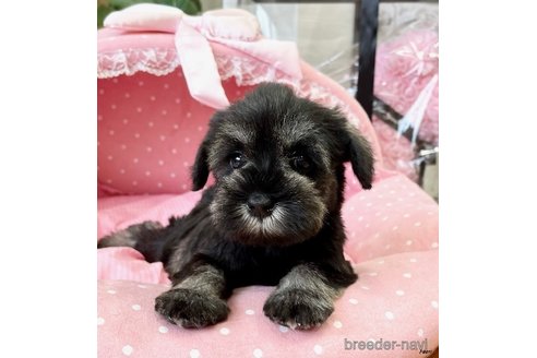 2個セット　シュナウザー 30万円〜40万円のミニチュアシュナウザーの子犬を探す（180