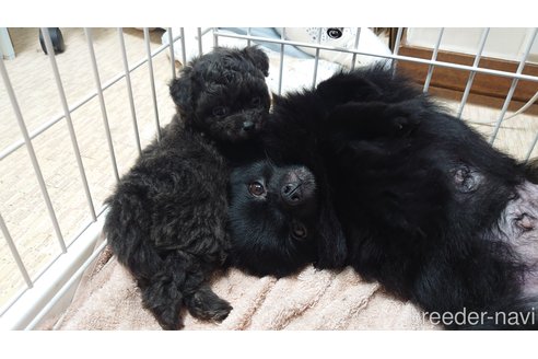 販売中のポメプー:ポメラニアン×トイプードルの親犬
