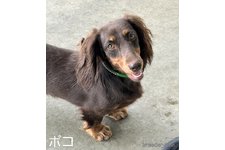母親犬