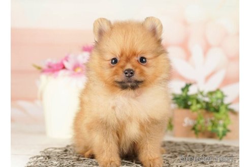 ポメラニアンの子犬を探す（66ページ目）｜ブリーダーナビ