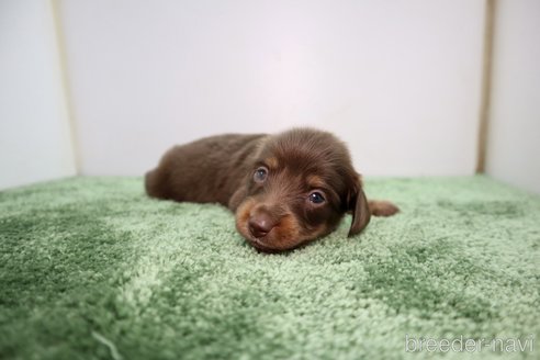 チョコタンのミニチュアダックスフンドの子犬を探す｜ブリーダーナビ