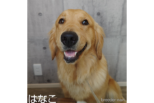 母親犬