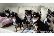 吉野 節子ブリーダー