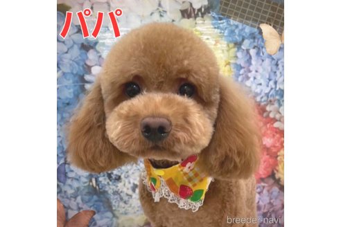 販売中のトイプードルの親犬