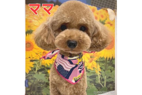 販売中のトイプードルの親犬