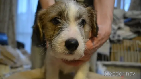 遊びあうジャックラッセル・テリアとウエスト・ハイランドテリアの子犬の彫像 彫刻(輸入品