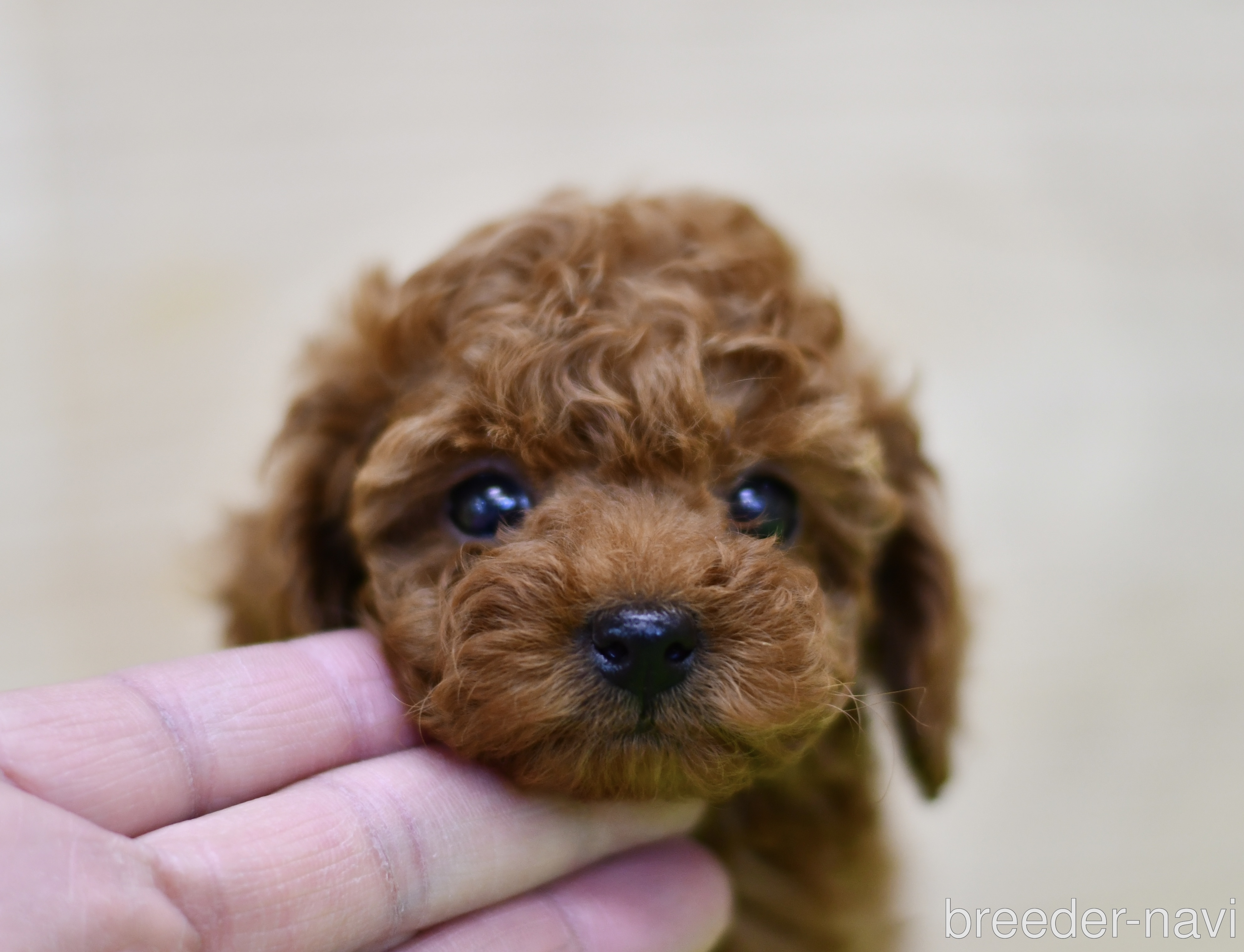 伊藤ブリーダー