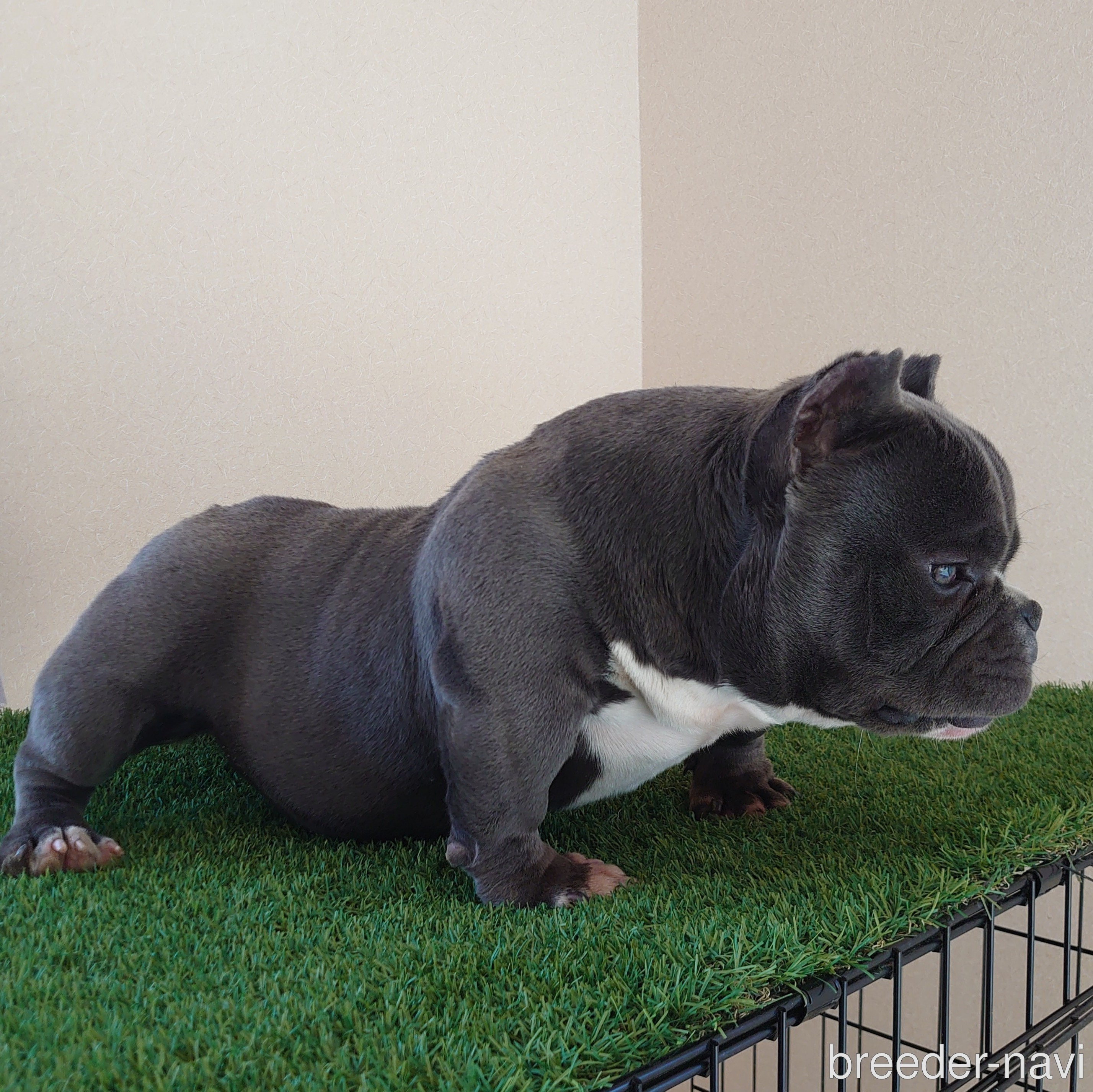 竹田ブリーダー