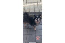 父親犬
