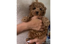 ヨンヨンの写真5枚目