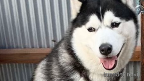 10万円以下のシベリアンハスキーの子犬を探す｜ブリーダーナビ