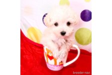 ♀︎トイプードル