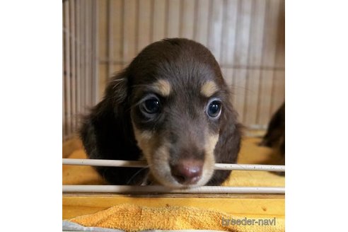チョコタンのミニチュアダックスフンドの子犬を探す｜ブリーダーナビ