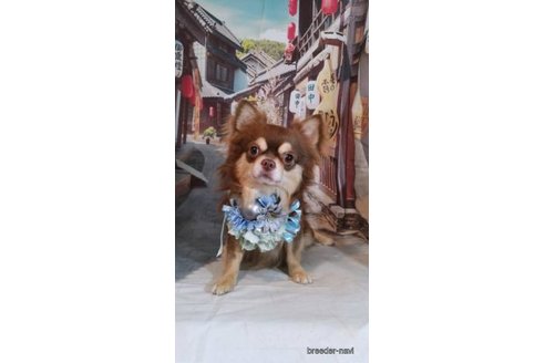 販売中のチワワ(ロングコート)の親犬