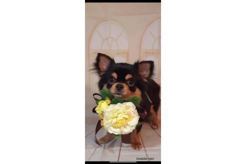 販売中のチワワ(ロングコート)の親犬