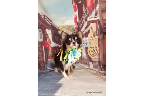 販売中のチワワ(ロングコート)の親犬