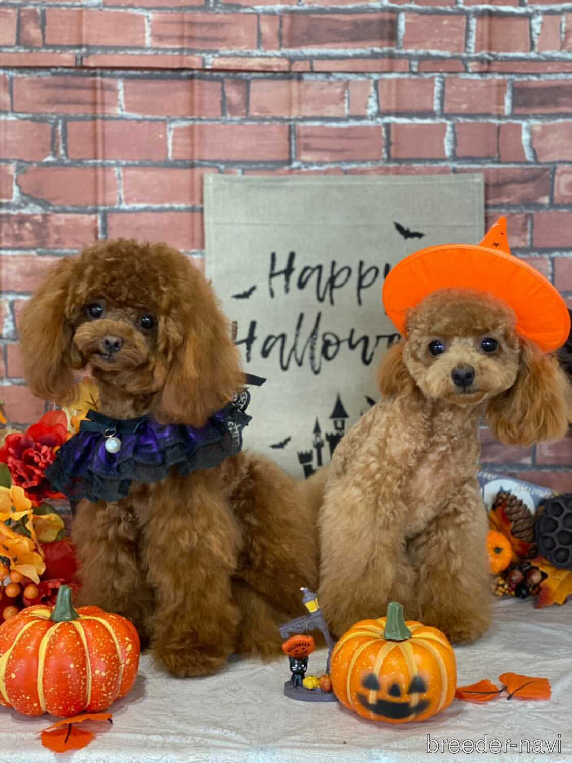 清水ブリーダー