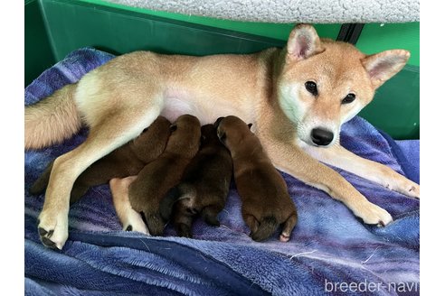 吉永由紀子ブリーダーの詳細