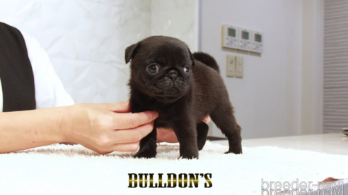 黒パグ（ブラックのパグ）の子犬を探す｜ブリーダーナビ