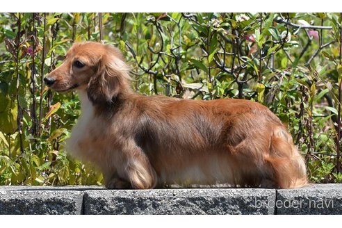 販売中のミニチュアダックスフンド(ロングヘアード)の親犬
