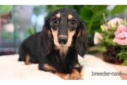 販売中のミニチュアダックスフンド(ロングヘアード)の親犬