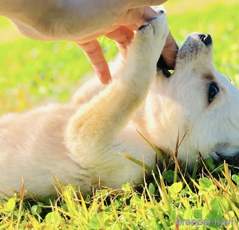 島田ブリーダー