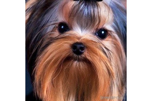 販売中のヨークシャーテリアの親犬