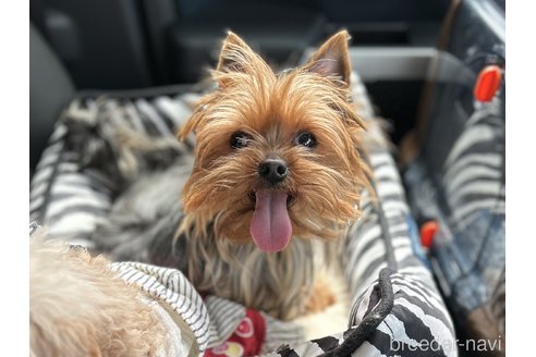 販売中のヨークシャーテリアの親犬