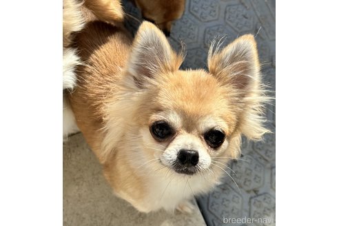 販売中のチワワ(ロングコート)の親犬