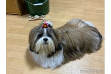 母親犬