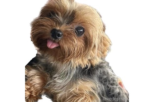 販売中のヨークシャーテリアの親犬