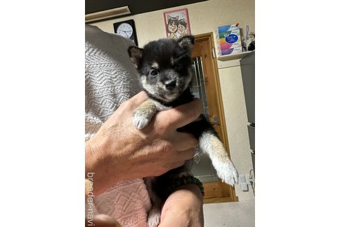 濱田繁美ブリーダーの詳細の1枚目