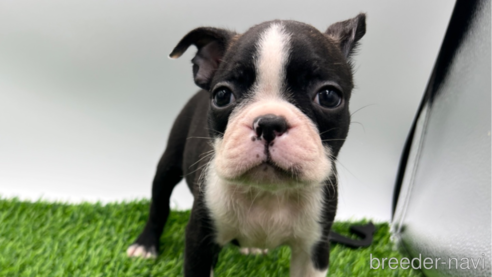 ボストンテリアの子犬を探す（167ページ目）｜ブリーダーナビ