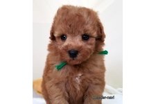 ♀︎マルプー:マルチーズ×トイプードル