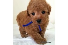 ♀︎マルプー:マルチーズ×トイプードル