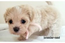 ♀︎マルプー:マルチーズ×トイプードル