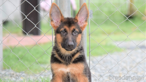 関東でジャーマンシェパードドッグの子犬を探す(4ページ目 関東でジャーマンシェパードドッグの子犬を探す(4ページ目