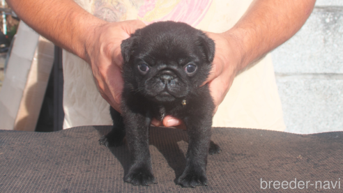 黒パグ（ブラックのパグ）の子犬を探す｜ブリーダーナビ